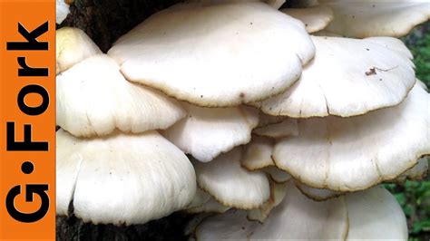Mushroom Identification And Foraging Oysters Gardenfork Cooks Youtube