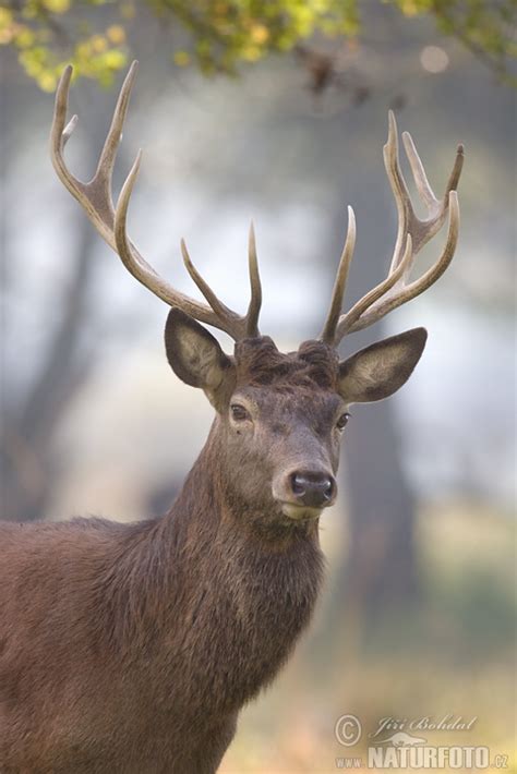 Cervus Elaphus Pictures Red Deer Images Nature Wildlife Photos