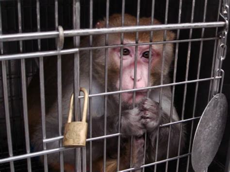 Stop Testing On Animals Logo Mitchell Paul Cruelty Testing Animal