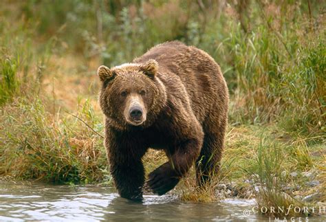 The Brown Bear Wildlife All Wildlife Photographs