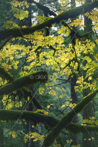 Photo Of Beautiful Fall Nature Scenery Of Mossy Tree