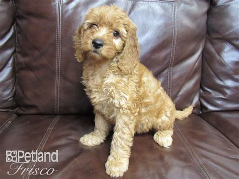 The breed is highly popular not only because they have an excellent temperament, but because they typically shed very little, if at all, making them good for people who have allergies. F1B Mini Goldendoodle-DOG-Female-Red-2846631-Petland ...