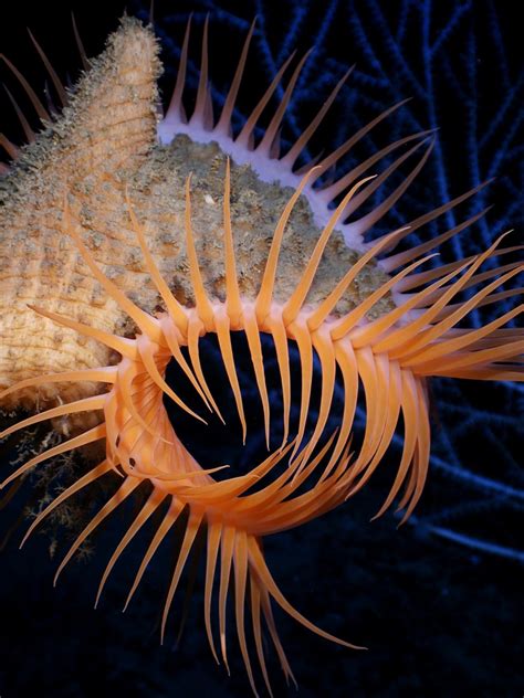 Free Images Water Ocean Light Underwater Jellyfish Invertebrate