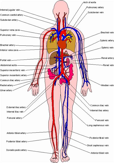Arteries And Veins Circulatory System Arteries And Veins Arteries