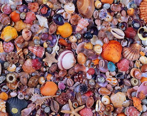 Find deals on products in puzzles on amazon. Seashell Jigsaw Puzzle | PuzzleWarehouse.com