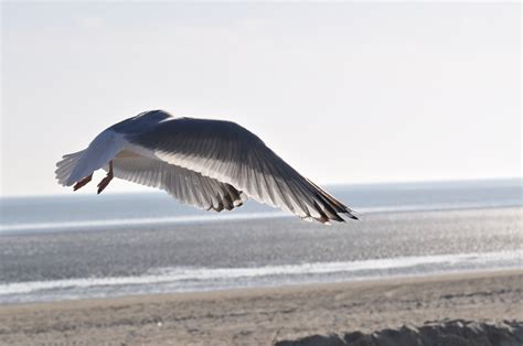 картинки пляж птица крыло небо морские птицы летающий Чайка