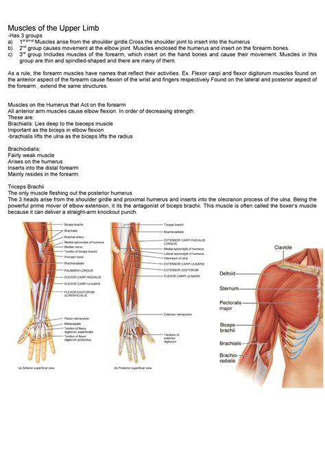 Upper Limb Muscles Name Arm Anatomy What Muscles Do You Already Know