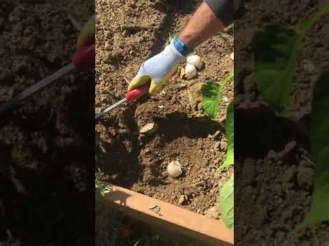 Tips on planting garlic in zone 6. Planting Garlic in Zone 6b - YouTube