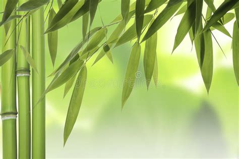 Tiges En Bambou Illustration De Vecteur Illustration Du Nature