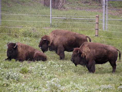 OCC Yellowstone Bison And Hybrid Bison