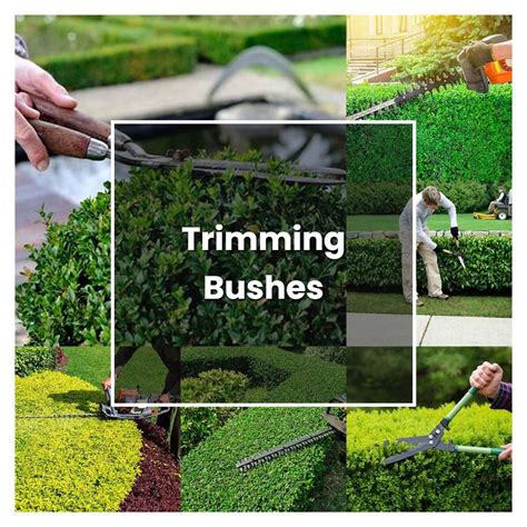 How To Grow Trimming Bushes Plant Care And Tips Norwichgardener
