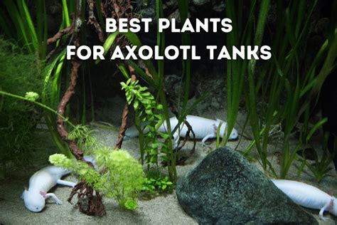 Best Plants For Axolotl Tanks Top 5 Pets From Afar