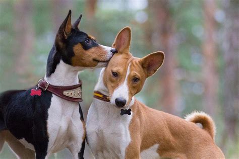 Basenji Colors And Markings From Standard To Rare Coats