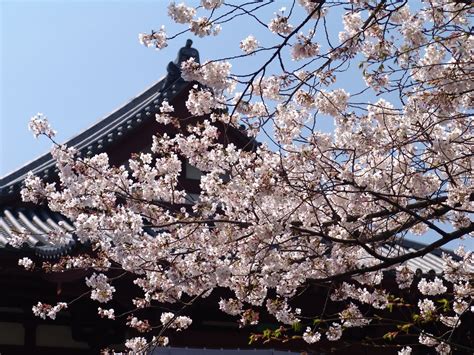 Japanese Obsession Cherry Blosson Season 1 Zojoji Temple