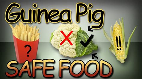 Looking for a guide on how to eat when you can't swallow? Foods You Didn't Know Guinea Pigs Can Eat! | ExpertPetsTrainer