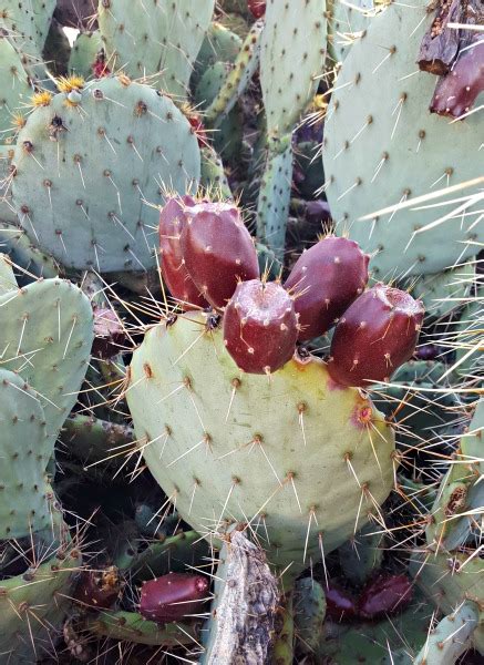 Planting a prickly pear seed gives 170 experience and requires a prickly pear seed to be planted/dipped into a cactus patch using a seed dibber. Prickly Pear Pepper Jelly with Cream Cheese and RITZ ...
