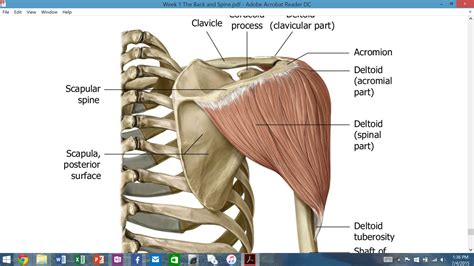 The muscles of the anterior shoulder girdle include in fact, this muscle can actually be thought of three individual muscle compartments consisting of an anterior portion, a middle portion, and a posterior portion. Posterior/Anterior Scapular Muscles at Old Dominion ...