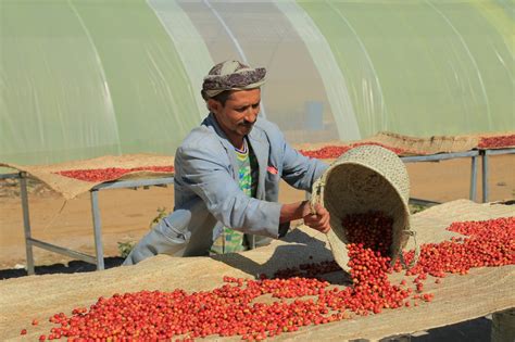 Yemen Haraz Coffee Single Farm