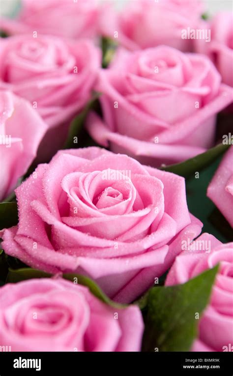 Several Pink Roses Stock Photo Alamy