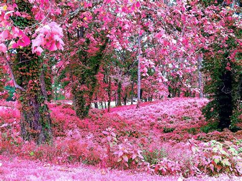 Pin By Jeanne Kinann On Pink Soothes The Soul Pink Garden Pink Trees