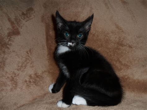 Adopting a cat from bengal rescue or a shelter. Stunning Black and White 3/4 Bengal/BSH kittens ...