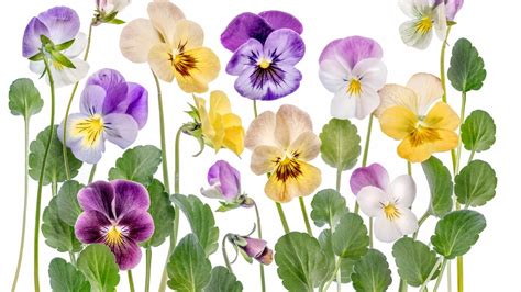 Pansy Wallpaper 58 Images