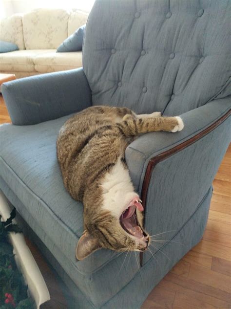 Psbattle Screaming Cat Falling Off Sofa Rphotoshopbattles