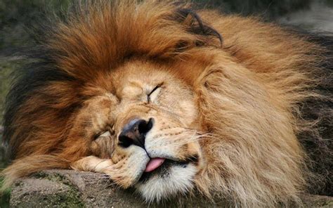 Lions Make Hilarious Facial Expressions Animals Funny Cats Animals