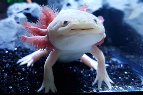 Laxolotl Pourrait Nous Aider à Percer Le Secret De La Régénération