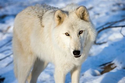 Arctic Wolf Facts Behavior Habitats And Appearance