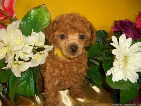 Akc Champion Bloodline Red Tiny Female Toy Poodle Puppy For Sale In