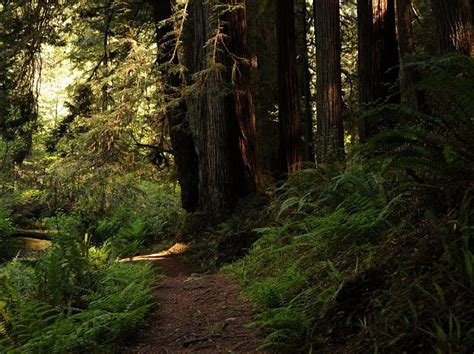 The 13 Best Places To See California Redwoods Up Close Santa Cruz