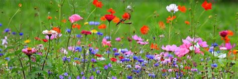 Colourful Flower Meadow In The Basic Colour Green With Various Wild