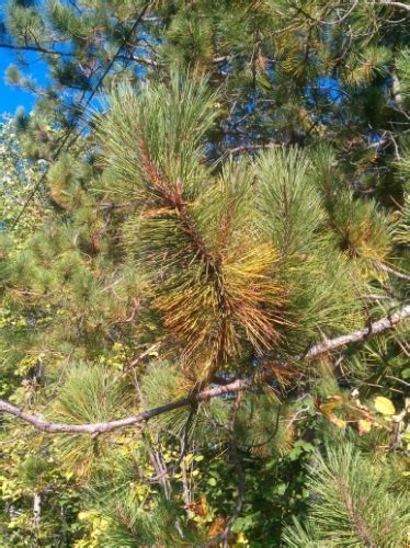 Dying And Falling Needles On Evergreens Is A Natural Process In The