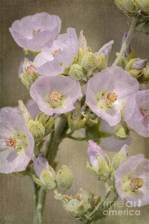 Pale Pink Globemallow Bouquet Photograph By Tamara Becker Fine Art