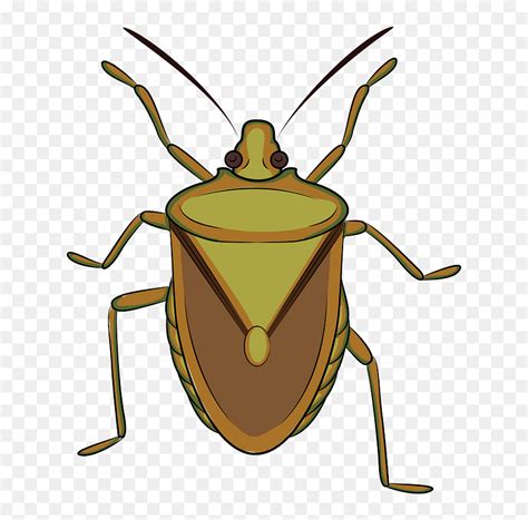 Brown Marmorated Stink Bug Clipart Clip Art Stink Bug Hd Png