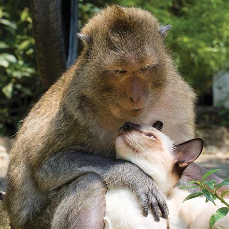 Ape And Cat Photos Animal Odd Couples Ny Daily News