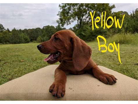 3 Boys Redbone Coonhound Puppies Available Greenville Puppies For