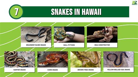 7 Snakes In Hawaii All Are Invasive A Z Animals