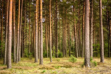 Beautiful Landscape Of Pine Forest Stock Photo Download Image Now