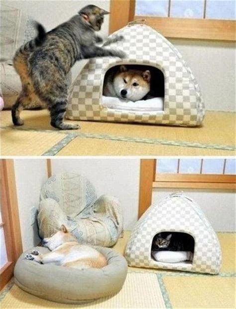 Cats Sleeps In Dog Bed Dump A Day