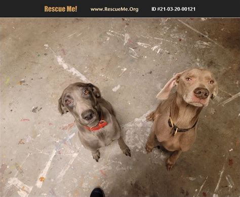 Adopt 21032000121 ~ Weimaraner Rescue ~ Knoxville Tn