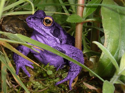 The Purple Frog A Vivid Purple Frog Found In My Garden Ian