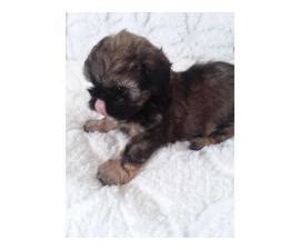High to low nearest first. 3 Teacup shih tzu pups for rehoming in Atlanta, Georgia ...