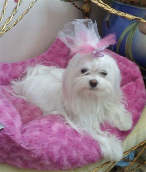 A Small White Dog Laying On Top Of A Pink Bed