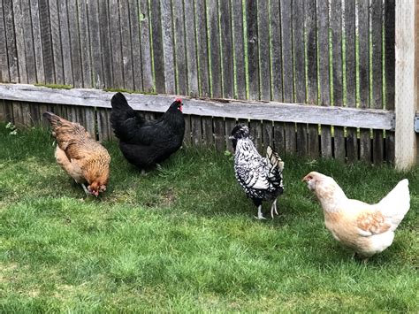 raising backyard chickens wow