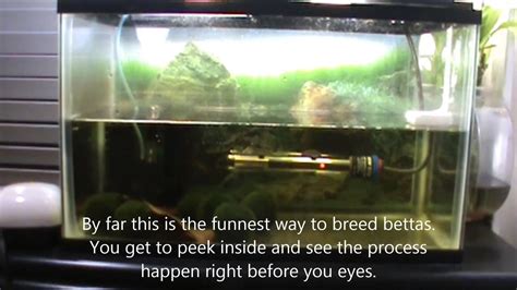 Want to learn how to breed betta fish? Betta Breeding Tank Setup - YouTube