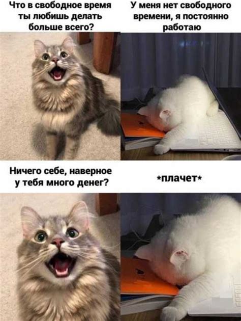 Весёлые мемы с котами Приколы