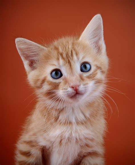 Portrait Of A Red Kitten Stock Photo Image Of Baby 30911820