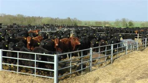 A Large Herd Of Cows Standing In A Fenced Off Area Next To Each Other